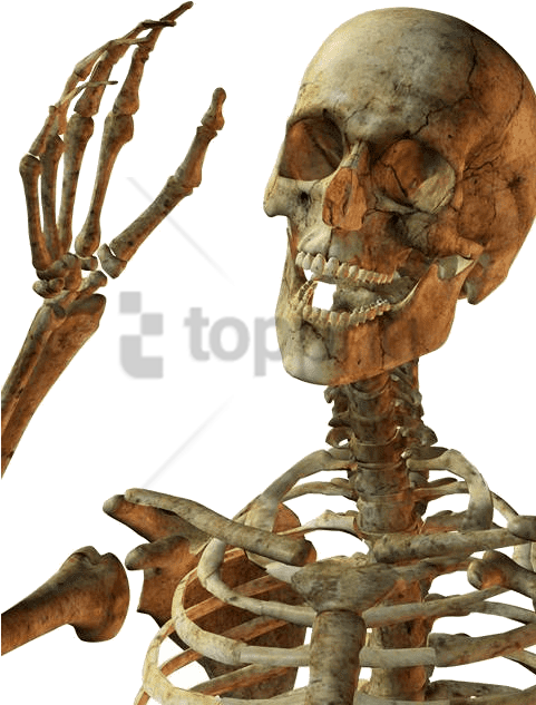 Free Png Download Hello Skeleton Png Images Background - Skeleton Png (480x640), Png Download