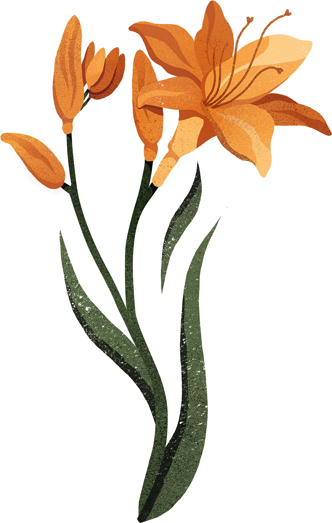 Save To Collection - Orange Lily (1400x1902), Png Download