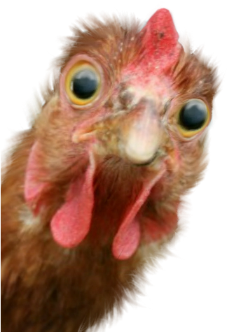 Chicken Talking (480x704), Png Download