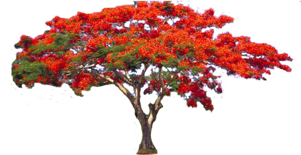 #flamboyant #trees #tree #red #flowers #nature - Flame Tree Png (1024x543), Png Download