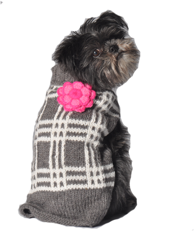 Dog Clothes (600x600), Png Download