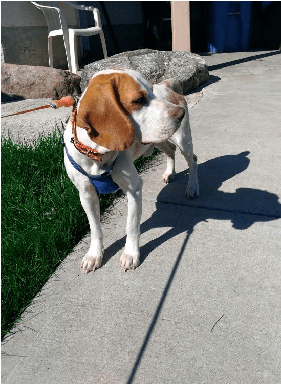 This Is Bolas, A - Beagle-harrier (800x750), Png Download