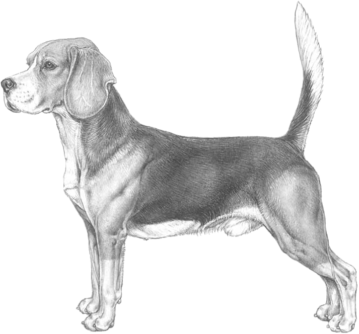 Beagle - Beagle Con I Bimbi (800x800), Png Download