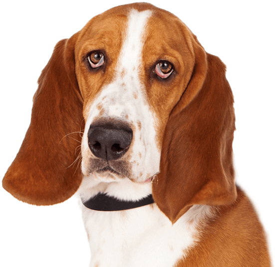 Basset Hound - Harrier (565x538), Png Download
