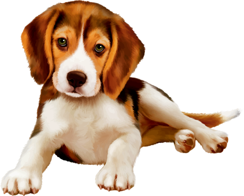 Shutterstock 230361022 [преобразованный] - Beagle Harrier Tricks Training Beagle Harrier Tricks (500x401), Png Download