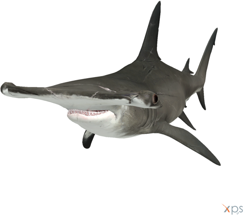Next Hammerhead Shark Png Full Size Png Download Seekpng