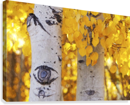 Aspen Trees With Golden Yellow Leaves Lit With Bright, - Aspen Trees (429x344), Png Download
