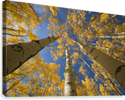 Colorado, Near Steamboat Springs, Buffalo Pass, Yellow - Posterazzi Colorado Near Steamboat Springs Buffalo (428x344), Png Download