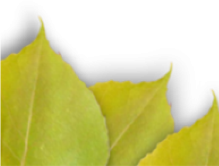 Quaking Aspen - Aspen Alps Condominiums (450x350), Png Download