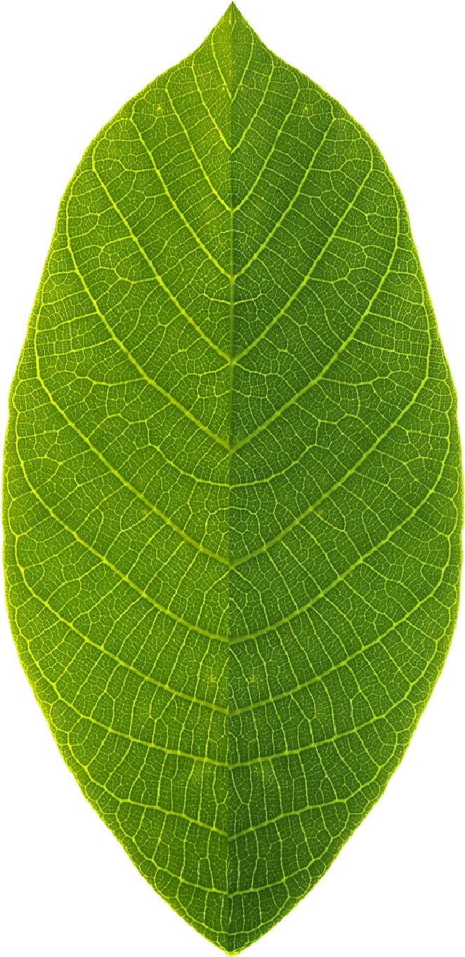 Plant Pathology (700x1516), Png Download
