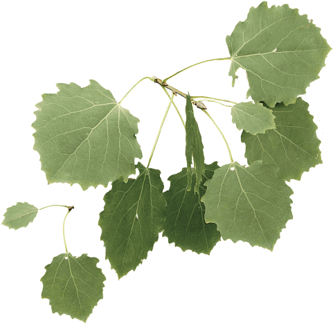 Aspen - Leaf (500x500), Png Download