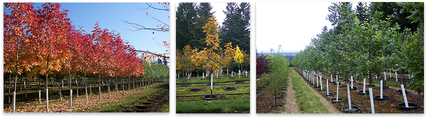 Ornamental Shade Trees - Maple (900x254), Png Download