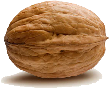 Walnut Png - Walnut Transparent (500x335), Png Download