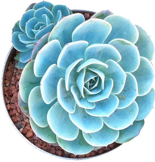 Succulents In Png🌱✂️ - Succulents Png (550x564), Png Download