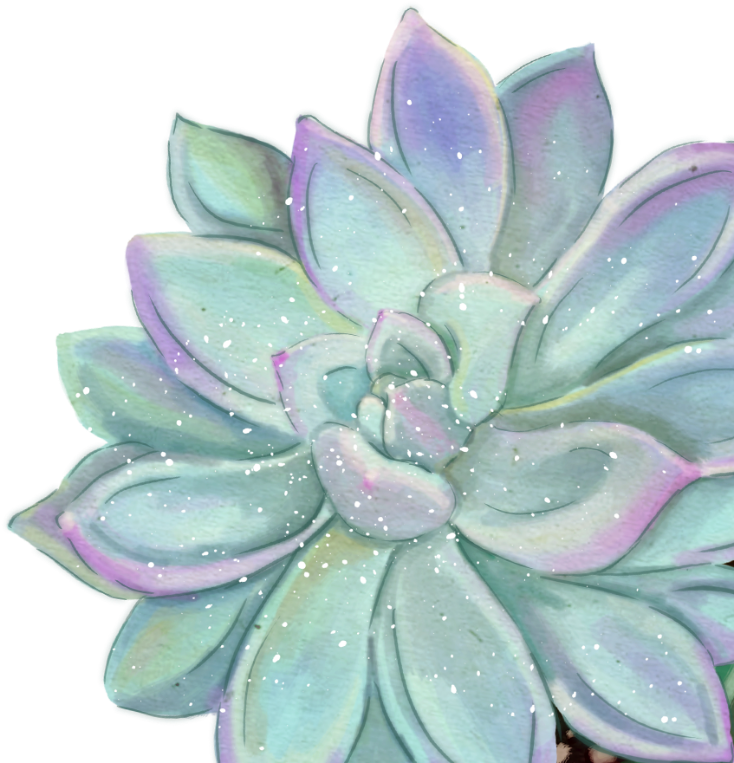 Succulent - White Mexican Rose (2000x1504), Png Download