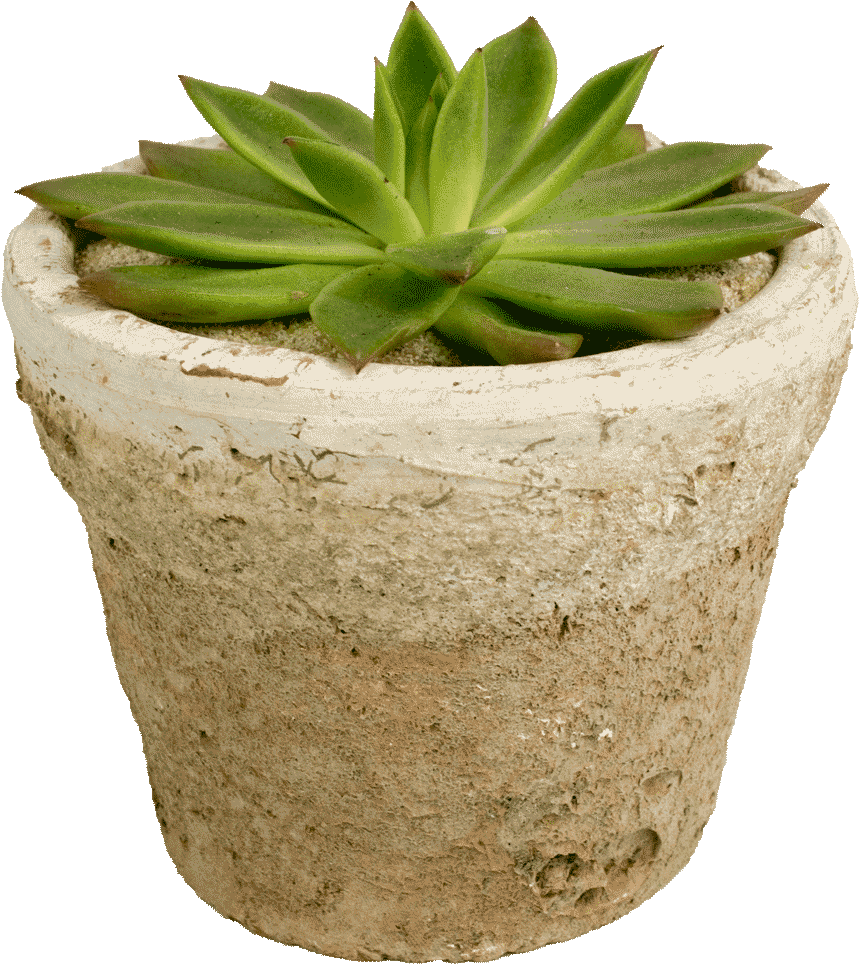Potted Succulent Png (1024x1024), Png Download