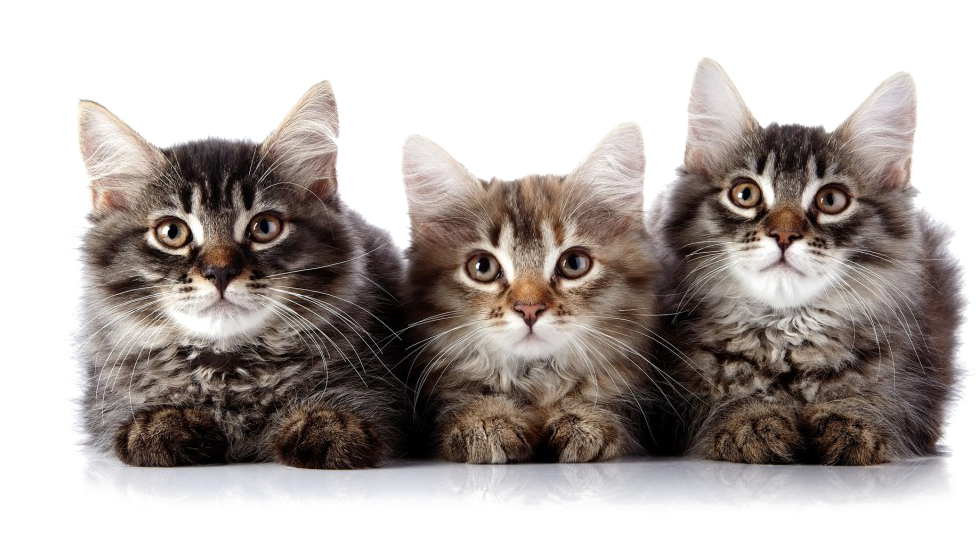 Kitten Png Transparent Image - Three Cats (1030x550), Png Download
