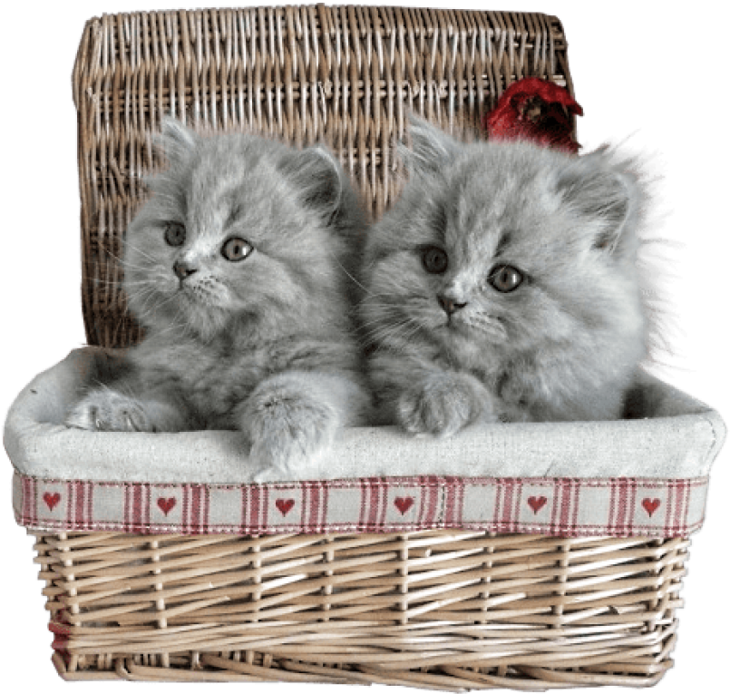 Small Kittens In Basket Png Picture - Cats In A Basket Transparent (489x471), Png Download