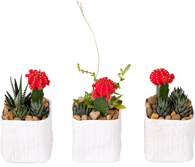 Cactus (430x352), Png Download