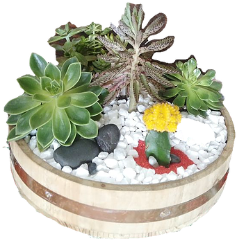 Cactus (500x667), Png Download