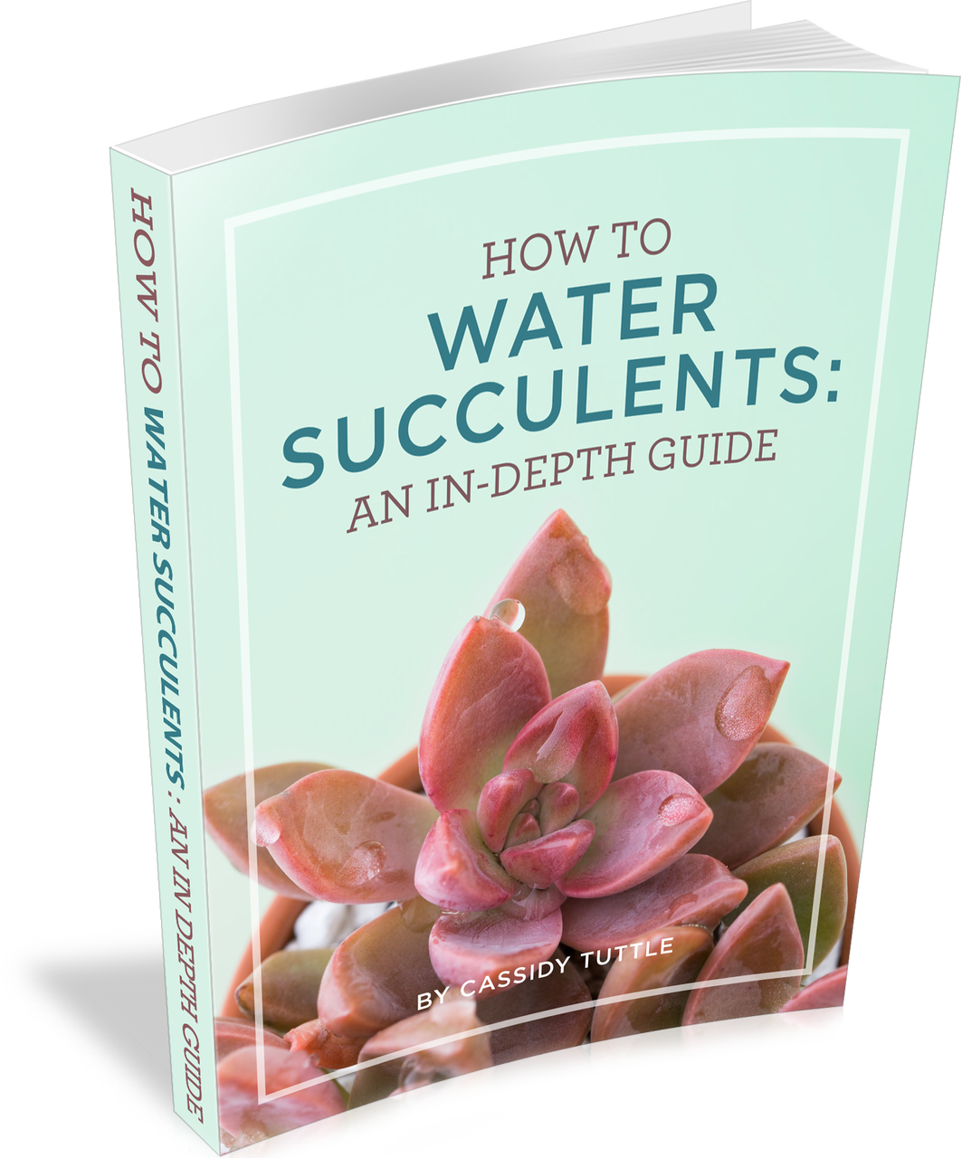 How To Water Succulents - Water Succulents: An In-depth Guide (1063x1280), Png Download