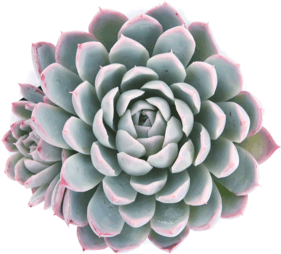 Echeveria 'violet Queen' Succulents - Echeveria Elegans Png (1024x1024), Png Download