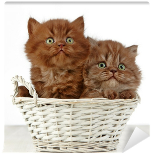 Kittens Transparent Long Hair - Library (400x400), Png Download