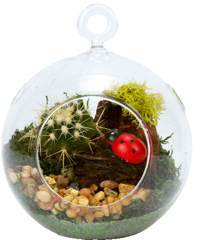 4" Glass Globe Succulent Plant Terrarium - Terrarium Home Depot (500x500), Png Download