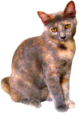 Tortoise Colored Kitten - Cats & Kittens Png (323x413), Png Download