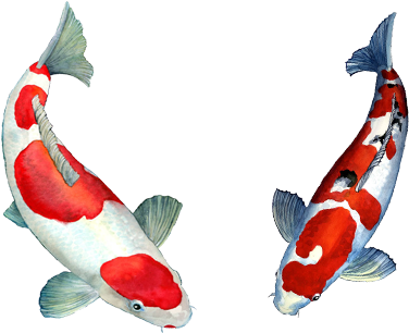 Ikan Koi Png - Koi (450x305), Png Download