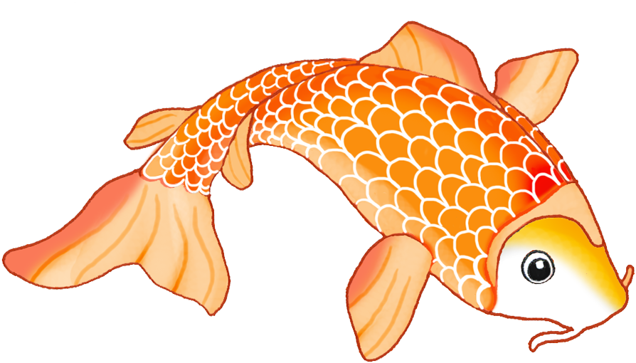 Koi Siamese Fighting Fish Drawing Clip Art - Koi Fish Drawing Orange (1004x637), Png Download