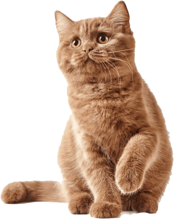 Free Png Cute Kittens Png Images Transparent - Pets Empire Pet Dog Cat Feeding Mat (850x823), Png Download