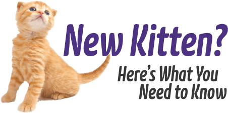 New Kitten - Cat Yawns (600x238), Png Download
