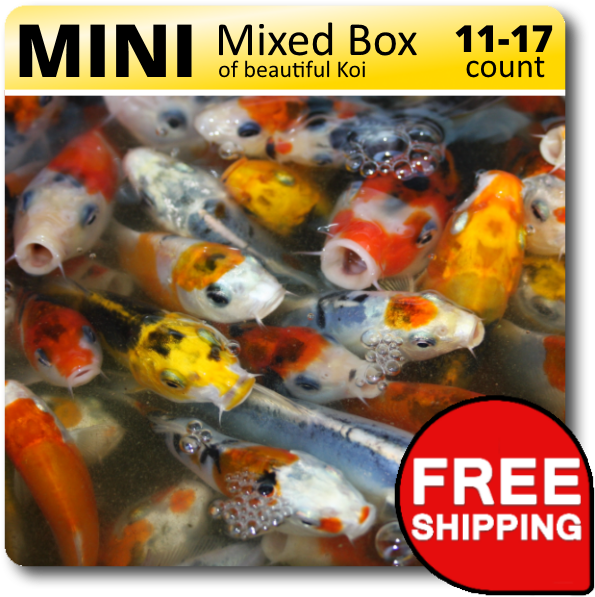 Mini Mixed Box Of Beautiful Koi - Profitable Is Koi Breeding (638x638), Png Download