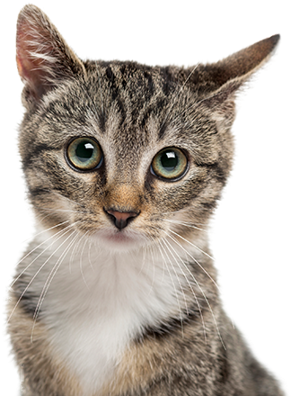 Cute Kitten - Kot Na Zdrowie (788x470), Png Download