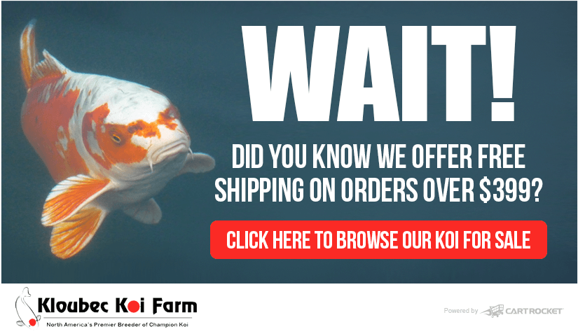 Categories - Koi Pond Design (982x610), Png Download