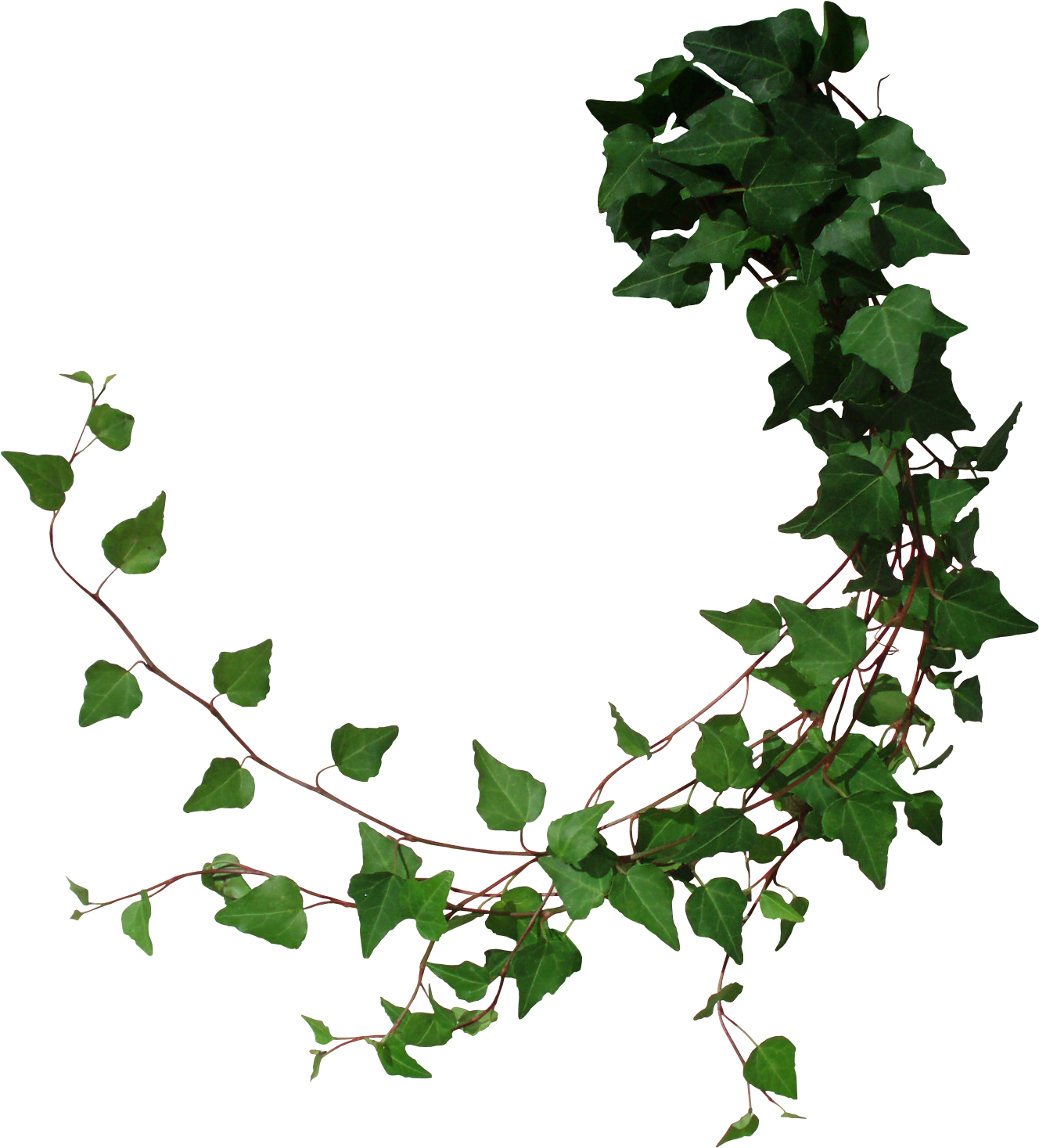 Cut From My Photo With Photoshop - Tree Vines Png (1364x1490), Png Download