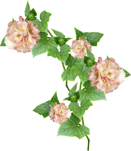 Mrd Toe Tally Faerie Flower Vine - Hollyhocks (436x500), Png Download