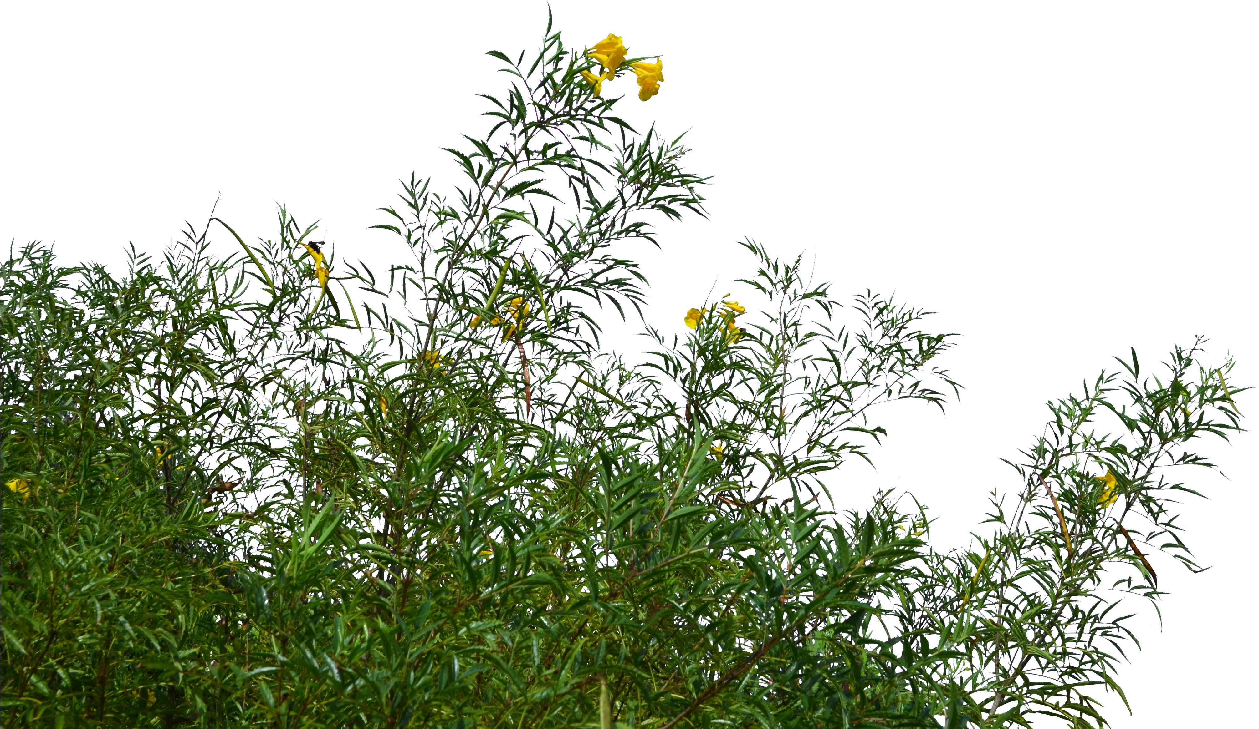 Trees To Plant, Landscape Architecture, Wild Flowers, - Flowers And Grass Png (1020x783), Png Download