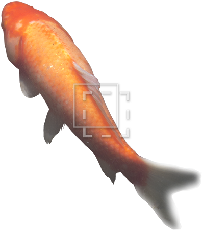Lemur - Koi (450x450), Png Download