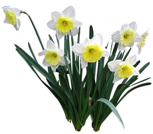 Flores Encontradoas En La Web - Нарциссы Пнг (500x438), Png Download