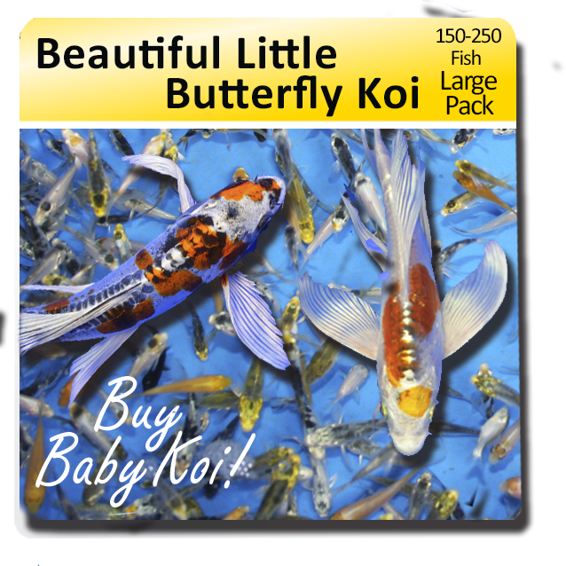 Beautiful Baby Butterfly Koi Large Pack Free Shipping - Koi (638x638), Png Download