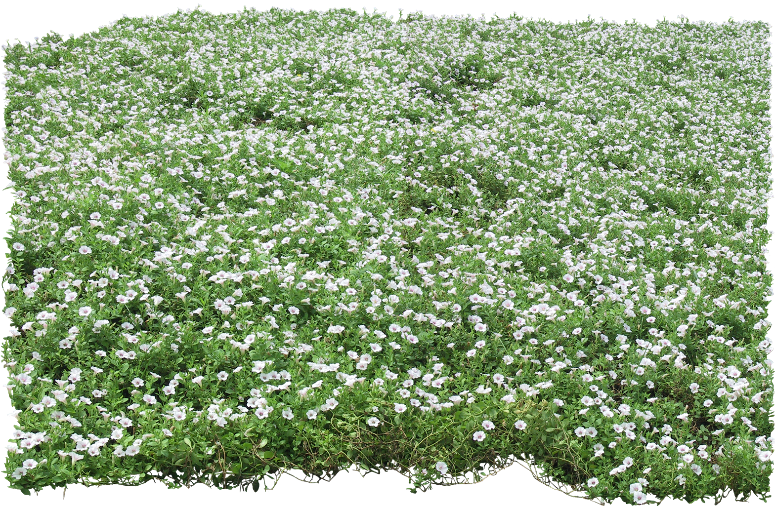 Thư Viện Cây Hoa Photoshop - Ground Cover Psd (640x417), Png Download