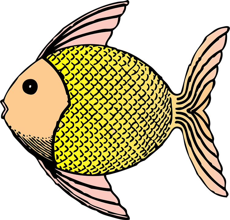 Chinese Koi Illustrations - Fish Clip Art (750x720), Png Download