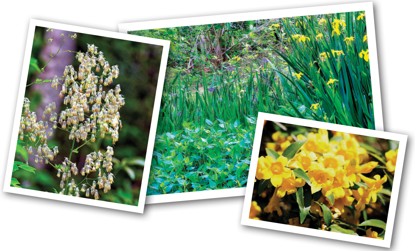 Plants Are Sourced From Local Growers And Proceeds - Tulip (1319x800), Png Download