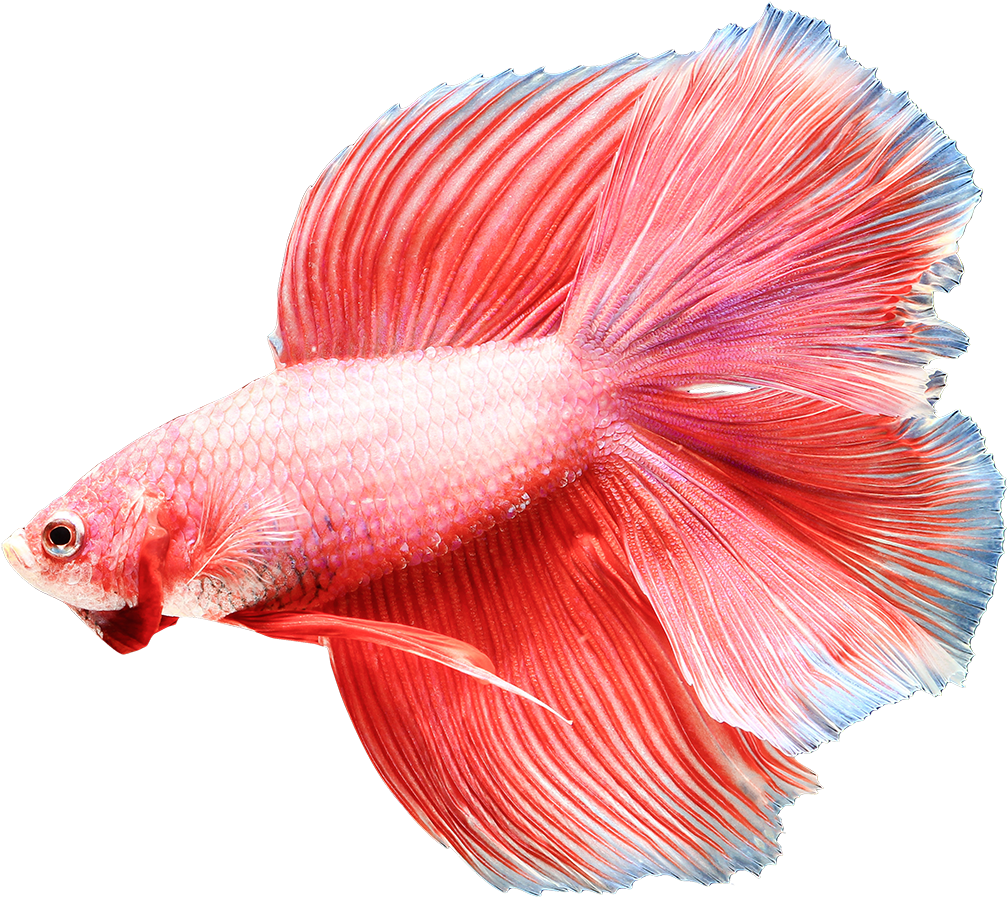 Image Is Not Available - Siamese Fighting Fish (1200x1200), Png Download