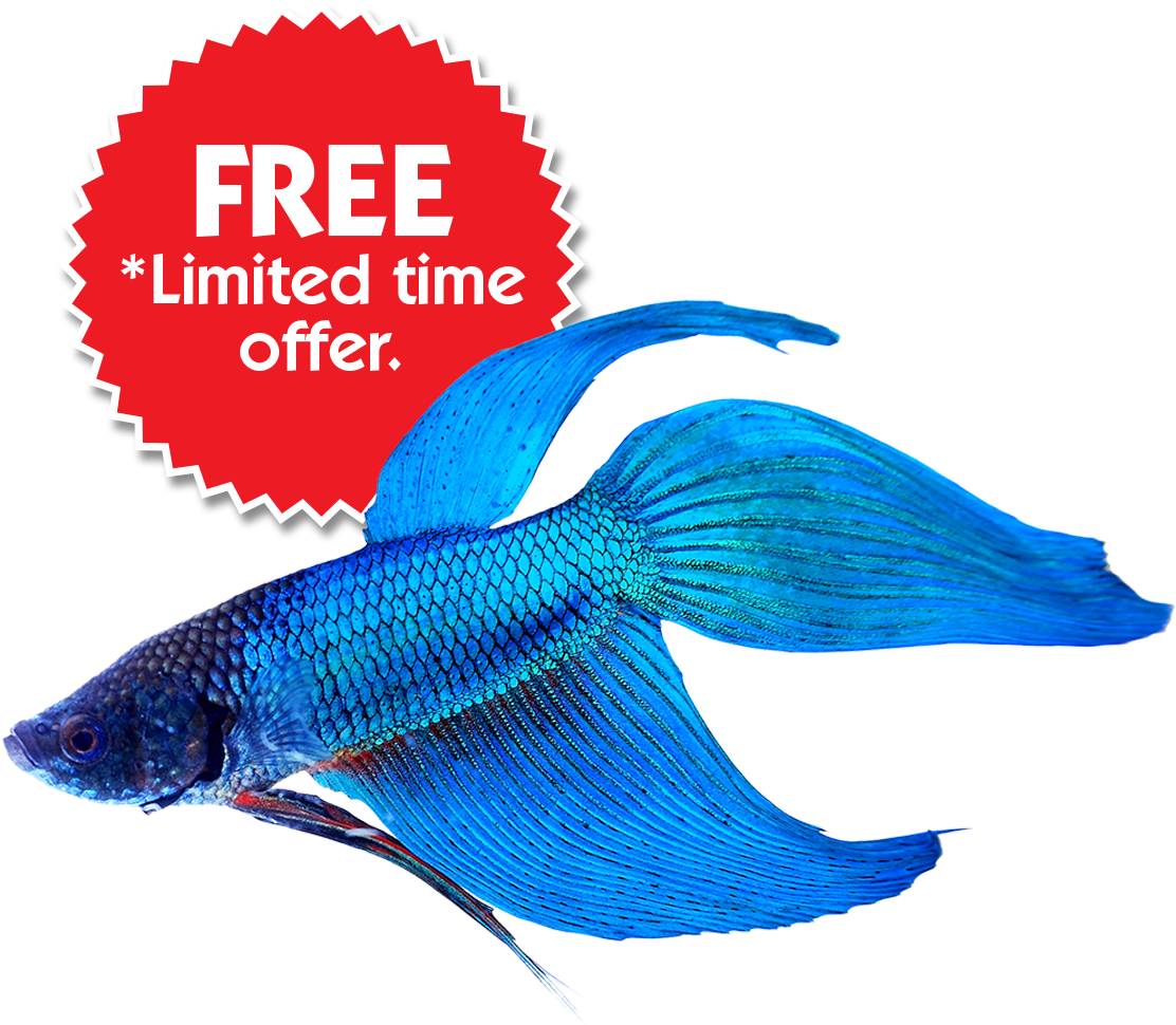 Veiltail Male Betta - Betta Fish Transparent Background (1200x1200), Png Download