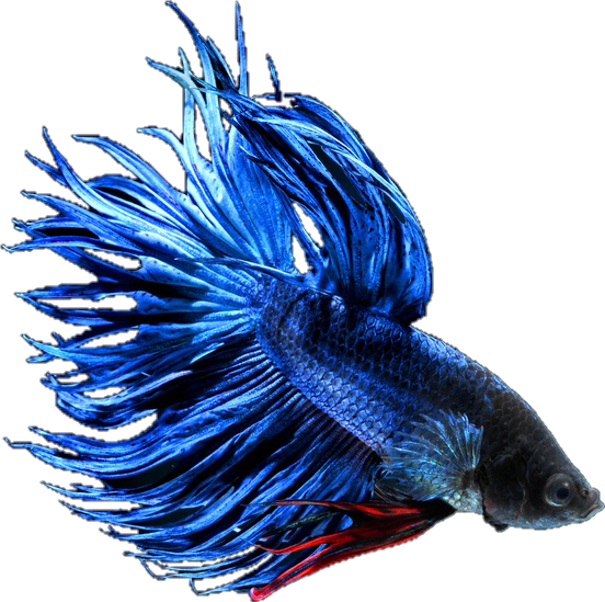 Betta Bettafish Bettasplendens Fish Blue Red Black - Blue (552x549), Png Download