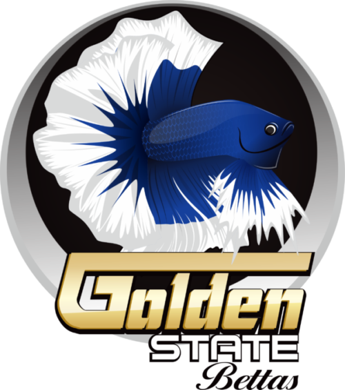 Golden State Bettas Fall 2016 Ibc International Show - Betta Fish Logo Png (500x565), Png Download