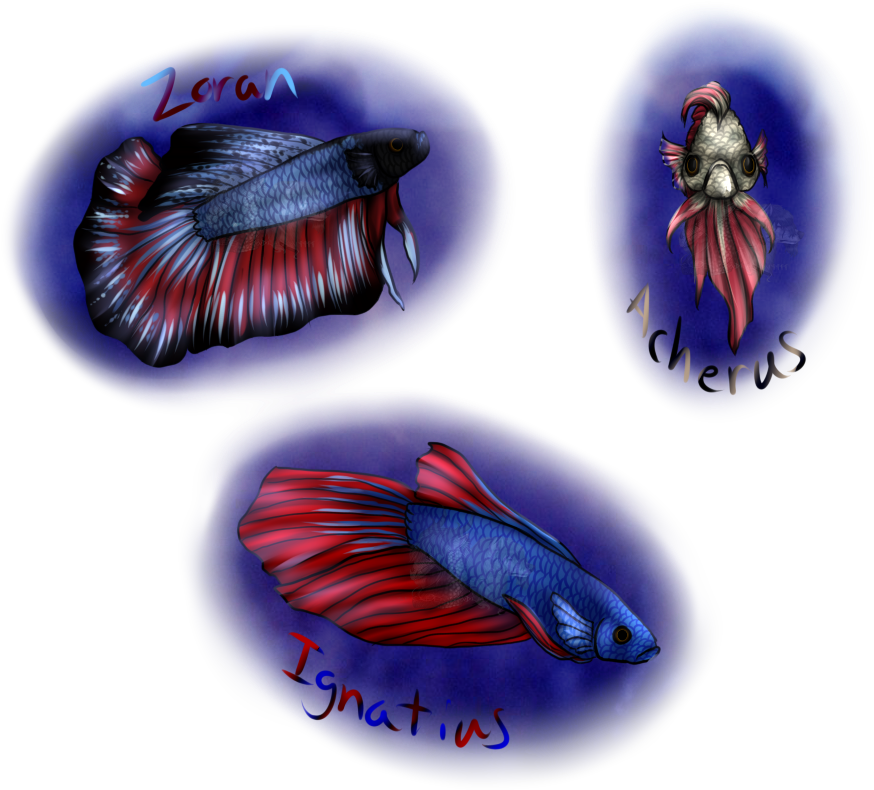 Betta Fish Portraits - Halfmoon (960x850), Png Download